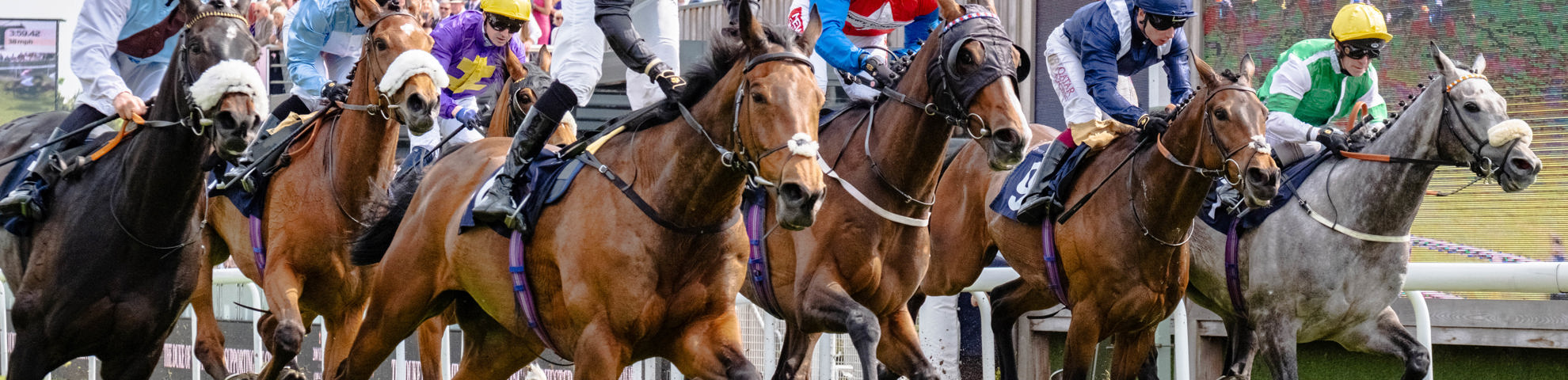 A group of horseracers racing to the finish line on chester racecourse. It is a sunny day.